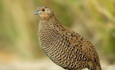 Why You Should Choose Coturnix Quail for Your Homestead
