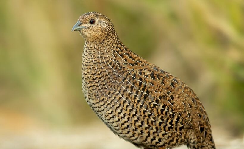 A light brown coturnix quail.