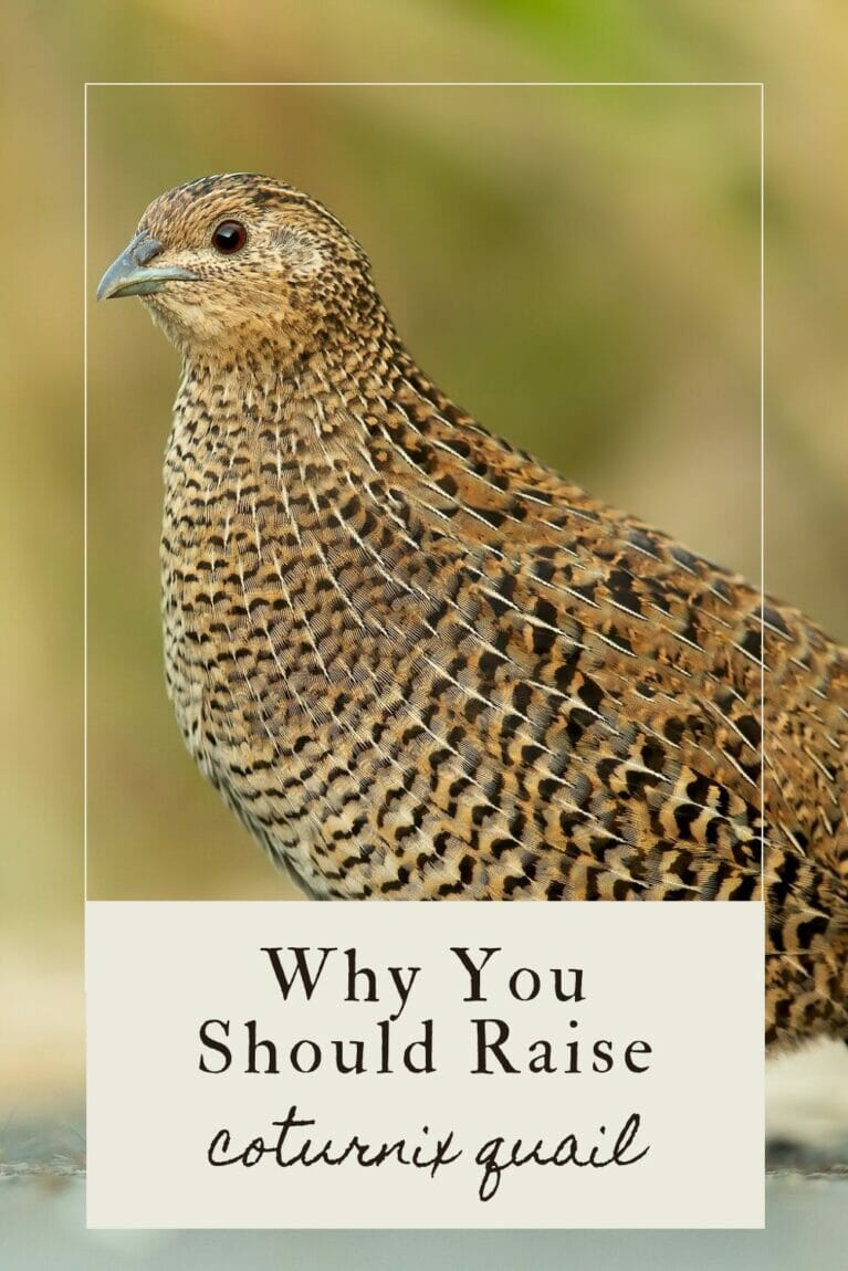 A pinterest-friendly graphic about raising coturnix quail.