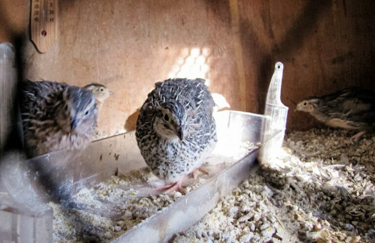 Why You Should Choose Coturnix Quail for Your Homestead