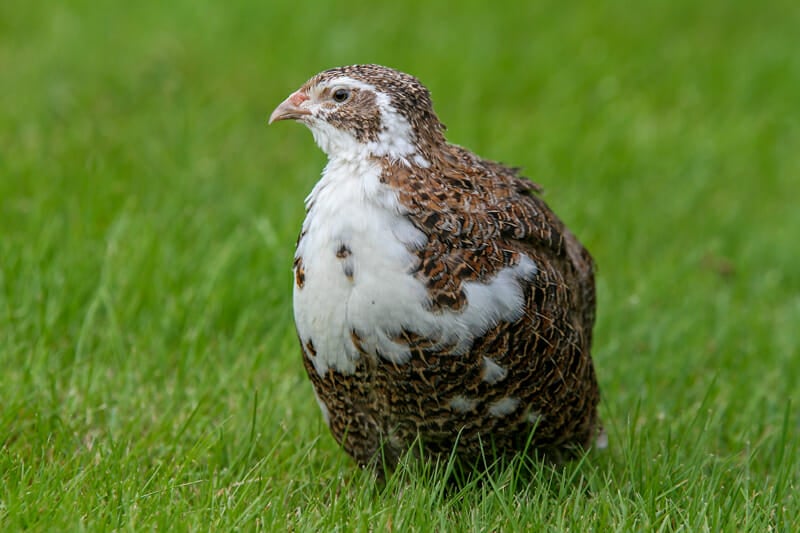 A tuxedo variety coturnix in the grass.