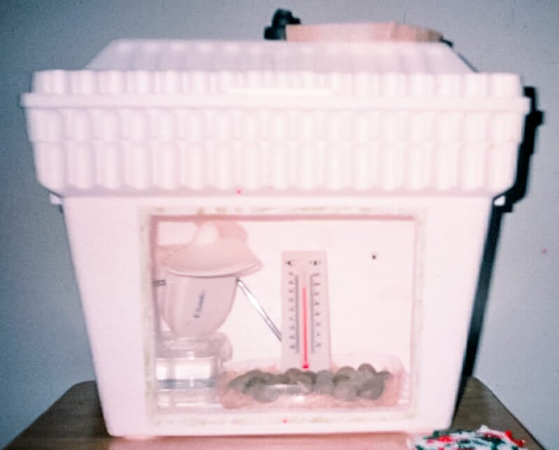 An incubator made from a styrofoam disposable cooler.
