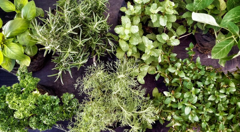 How to Dry Your Own Herbs in a Dehydrator - Roots & Boots