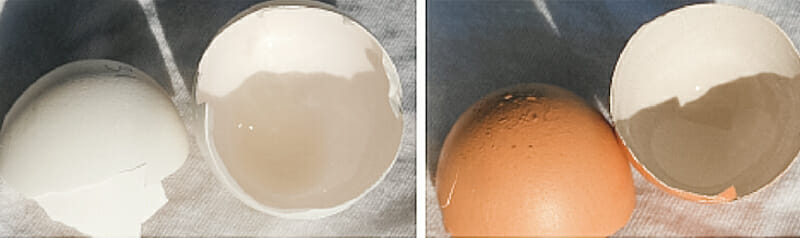 A cracked open white egg showing the white inner part of the shell and a cracked open brown egg showing the white inner part of the shell.