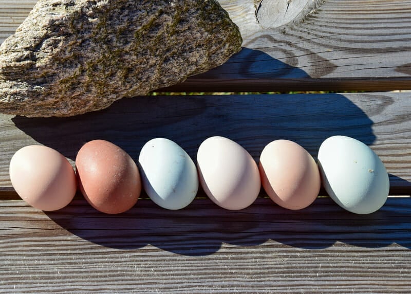 A series of different colored chicken eggs lined up on a picnic table.