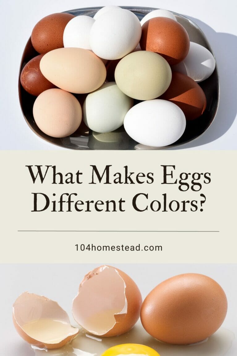 A pinterest-friendly graphic talking about the anatomy of eggs and how it affects the colors of them.