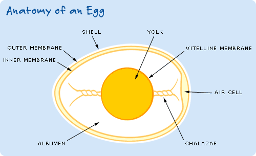 An illustration of the anatomy of an egg.