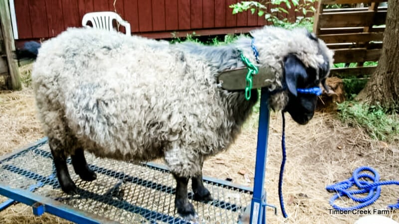 A pygora goat on a stanchion waiting to have its hooves trimmed.
