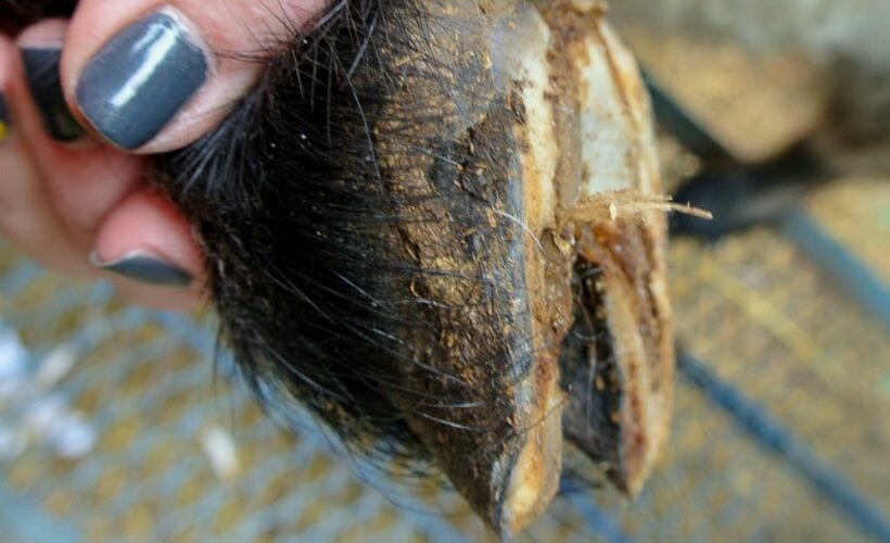 A closeup of a goat hoof before it is trimmed.