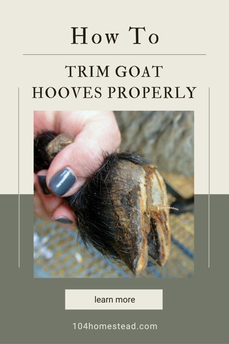 A pinterest-friendly graphic on trimming goat hooves.