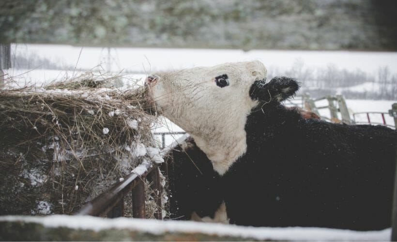 A cow in the snow eating hay.
