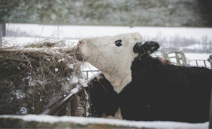 How to Prepare Your Homestead for the Winter Season