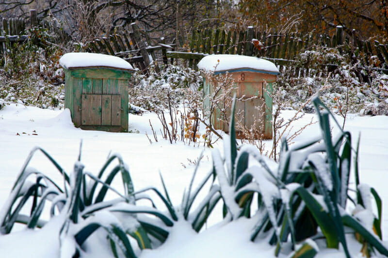 Walking onion greens peeking out of the snow with beehives in the background.