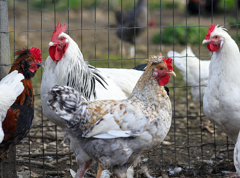 A flock of chickens in their outdoor pen.