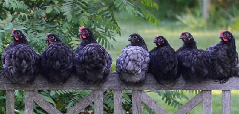 Seven black chickens lined up on a wooden railing.
