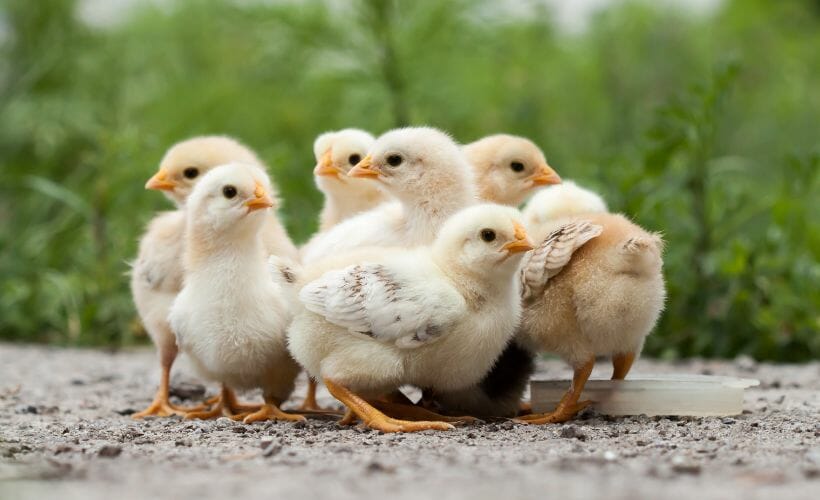 Seven baby chicks outside.