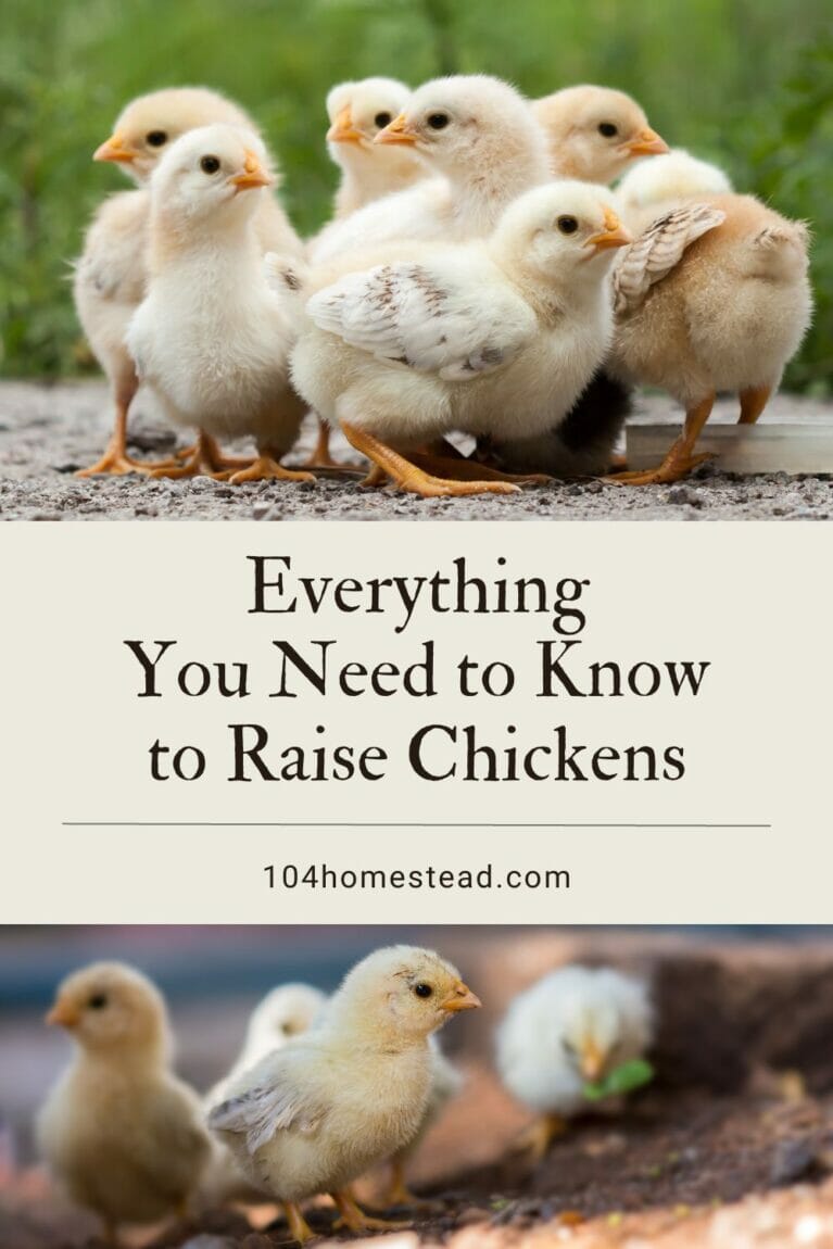 A pinterest-friendly graphic promoting everything you could ever need to know to raise laying hens.