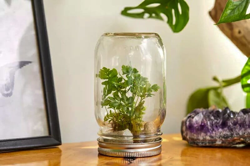 A small terrarium with a plant, some stones, and moss in an upside down mason jar.