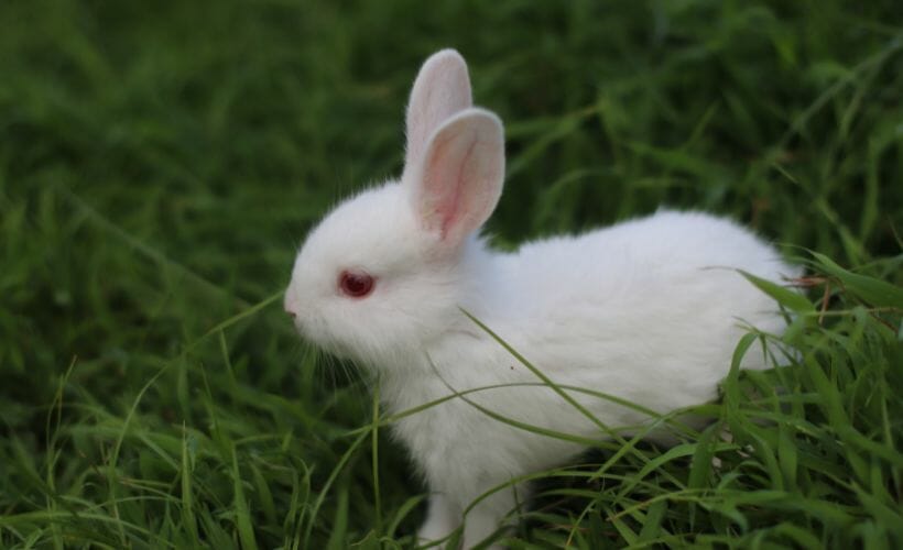 White baby rabbit in grass.