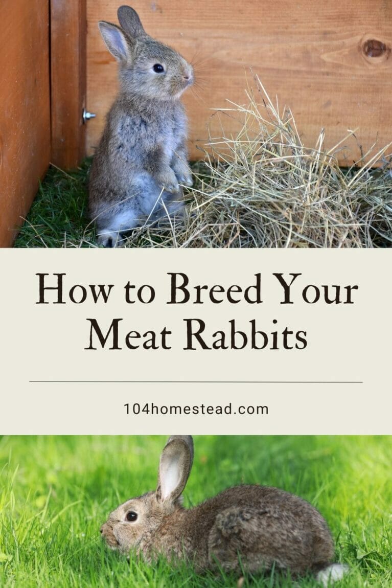 A pinterest-friendly graphic promoting raising meat rabbits and how to breed them.