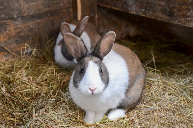 Two brown and white meat rabbits in hutch.