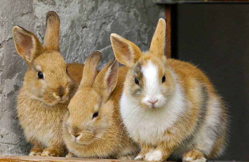 A trio of meat rabbits looking out the hutch door.