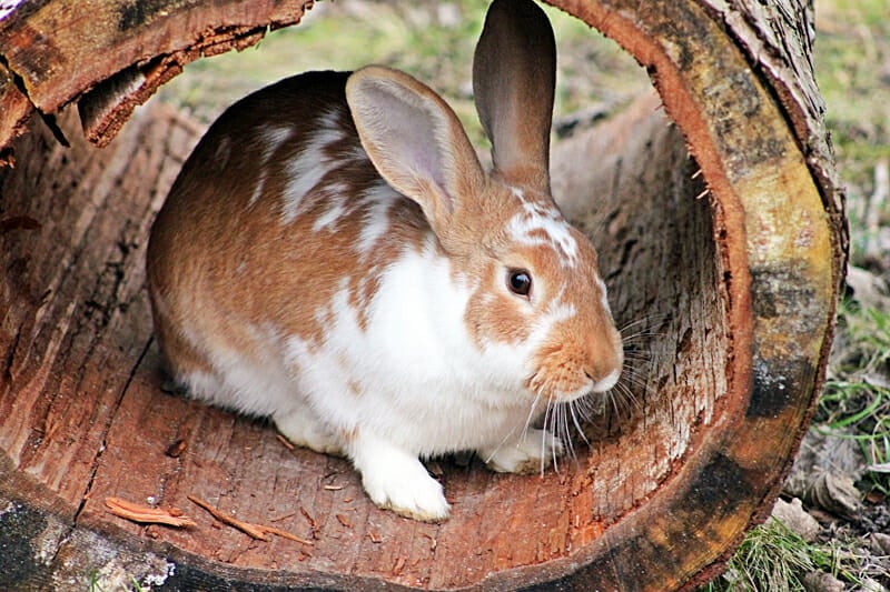 A brown and white rabbit hiding in a log.