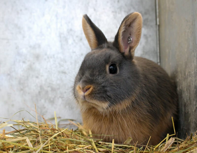 Young meat rabbit in nest box.