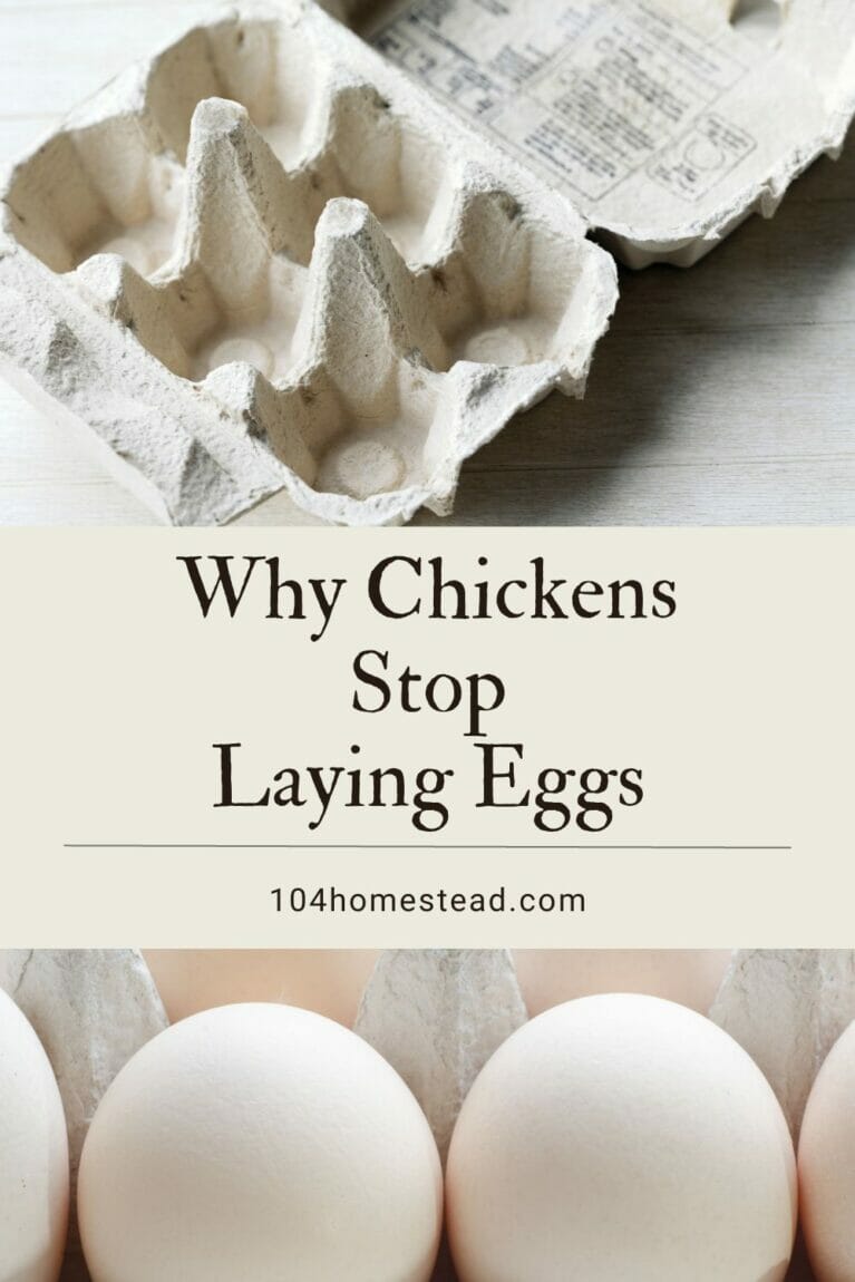 A pinterest-friendly graphic talking about why your chicken may have stopped laying eggs.