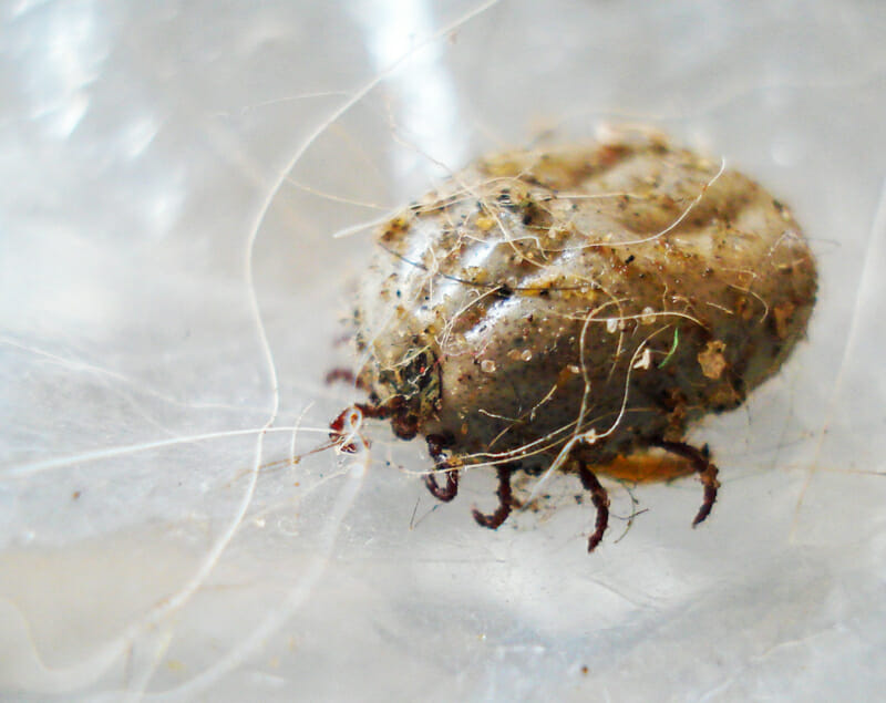 A closeup of a tick.