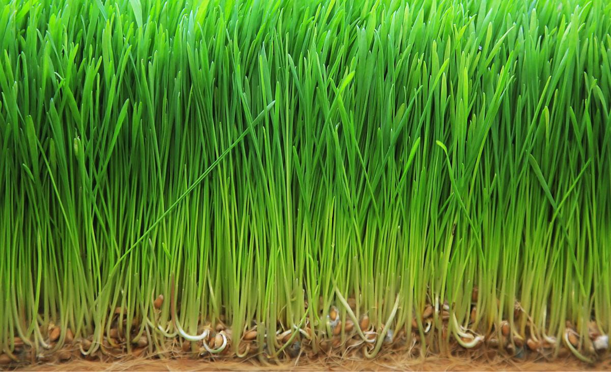 Close-up of a thick, healthy mat of sprouted barley fodder, showing bright green shoots growing upward and the seed roots densely woven at the base.