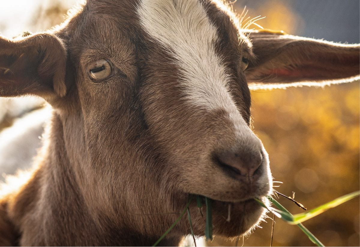 Nigerian Dwarf goat eating fresh barley fodder, with green sprouts sticking out of its mouth against a warm, sunlit background.