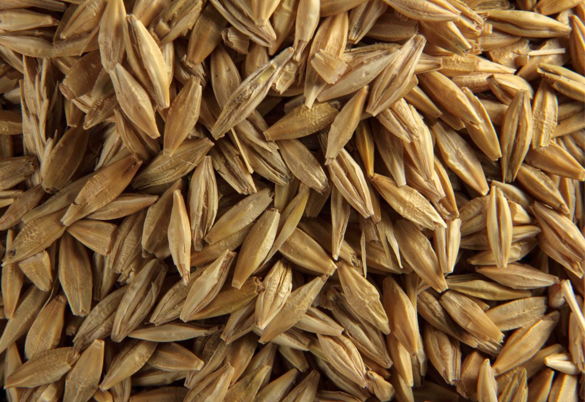 Pile of unhulled barley seeds in their husks, ready for sprouting into fodder.