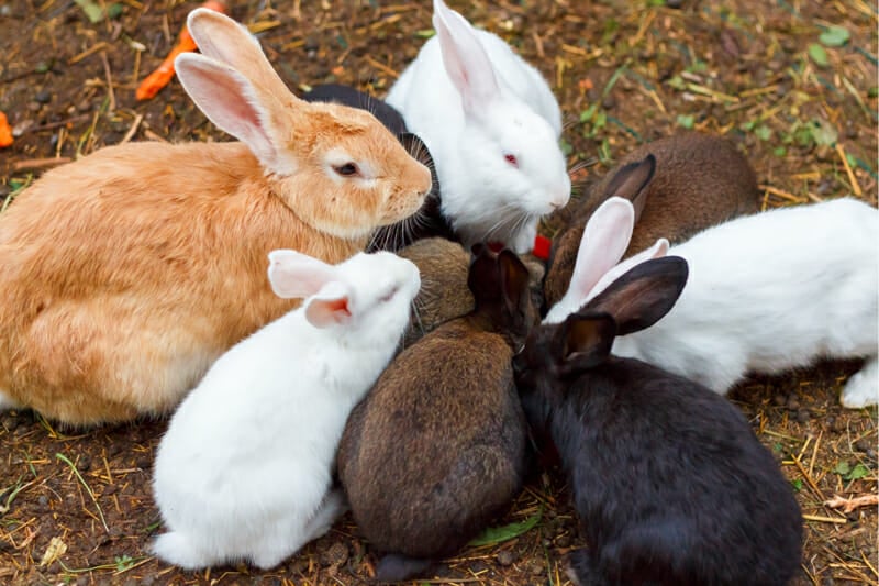 Rabbits enjoying a fodder mat.