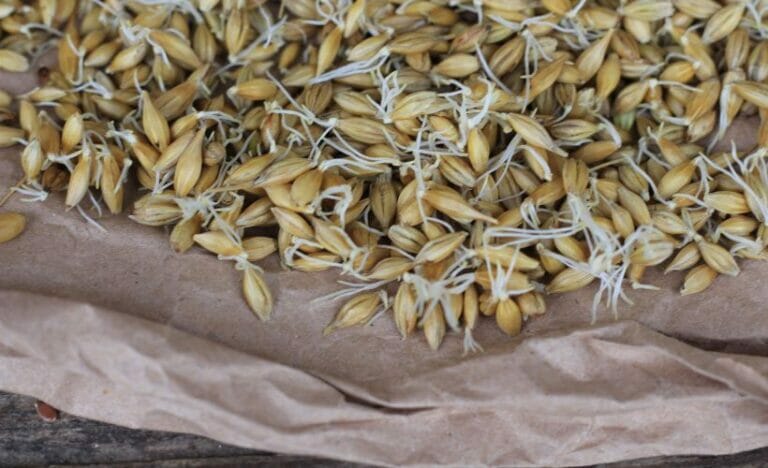 What is Fodder? Is it Right for Me? Sprouted Barley for Livestock