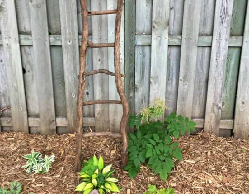 A ladder trellis made of tree branches.
