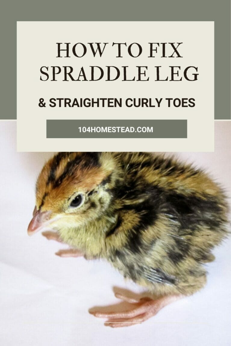 A pinterest-friendly graphic promoting fixing spraddle leg or splayed legs with a drinking glass.