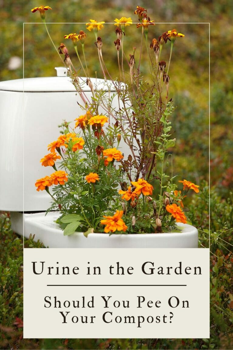 A pinterest-friendly graphic promoting urine in compost bins and the garden.