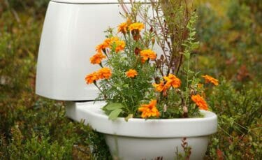 A toilet filled with marigolds sitting in a field.