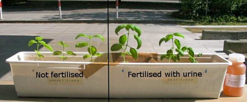 Basil test showing unfertilized on the right and fertilized with urine on the left.