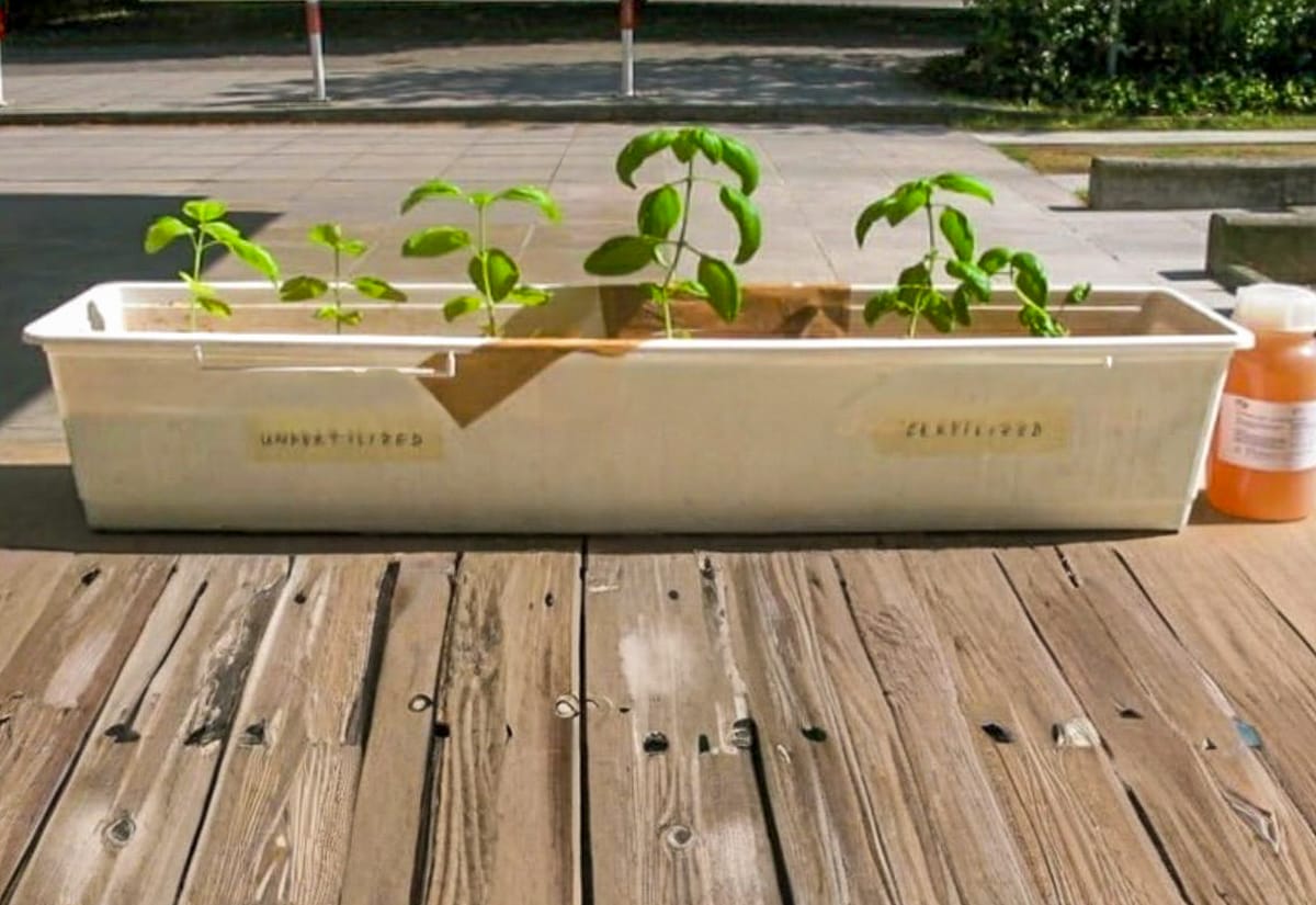 A planter box experiment showing two sets of small green plants—one side unfertilized and the other side clearly taller and healthier after being fertilized with urine.