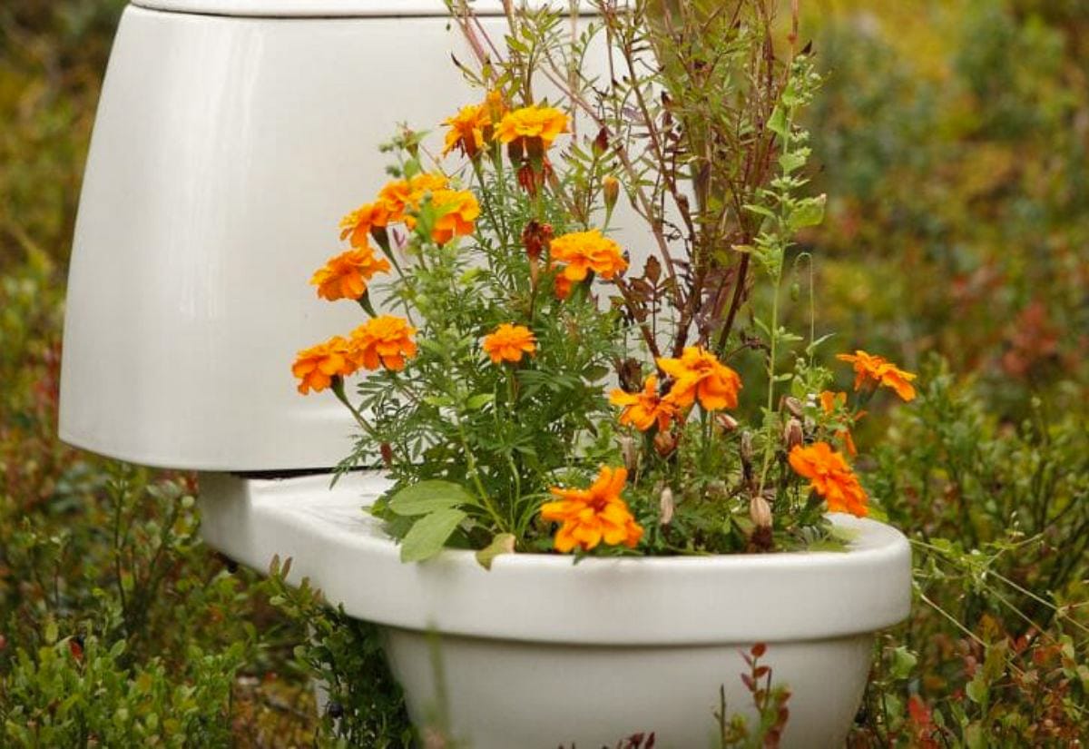 A white toilet repurposed as a whimsical garden planter, filled with blooming orange marigolds surrounded by greenery—a playful nod to recycling and peecycling in gardening.