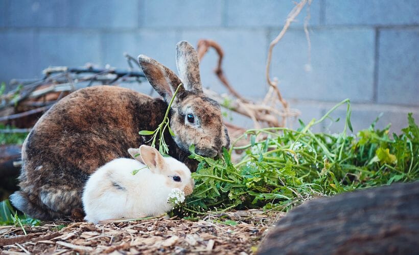 A brown and black adult rabbit and a small white juvenile rabbit eating dandelion greens.