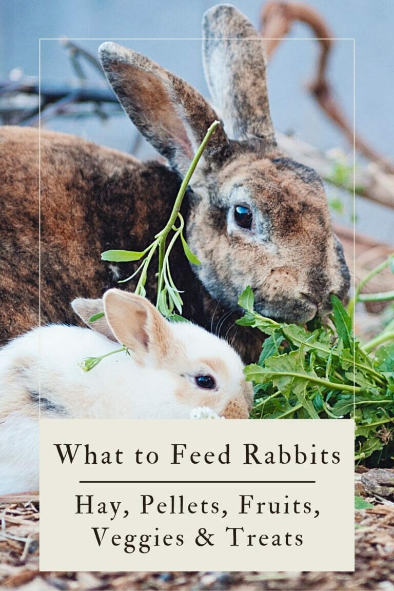 What To Feed A Rabbit: Hay, Pellets, Fruits, Veggies & Treats