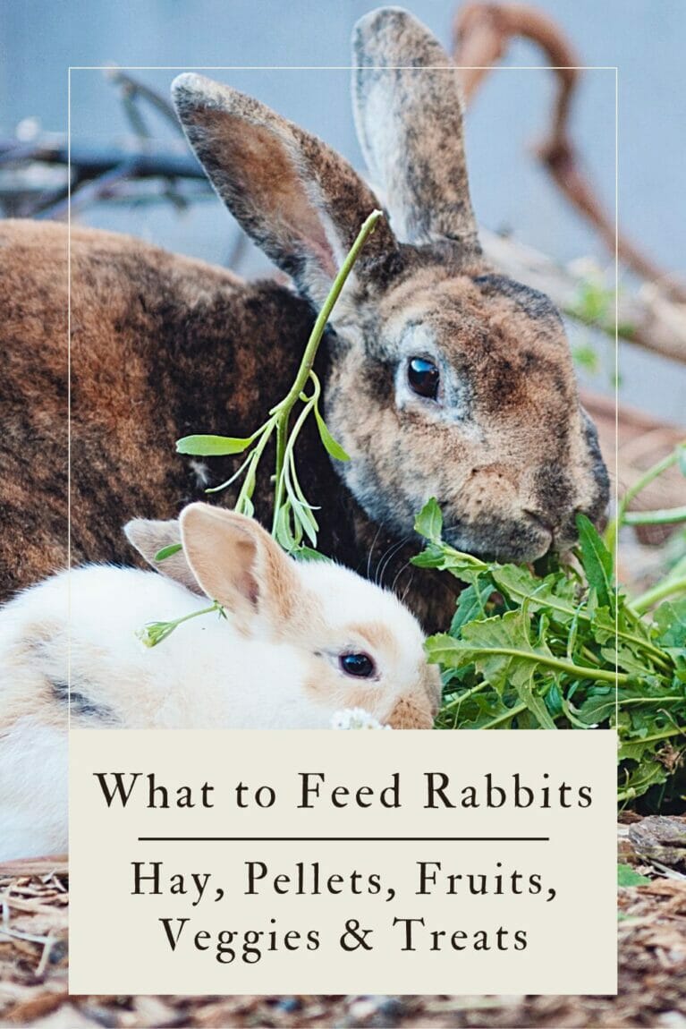 A pinterest-friendly graphic on how to feed a rabbit.
