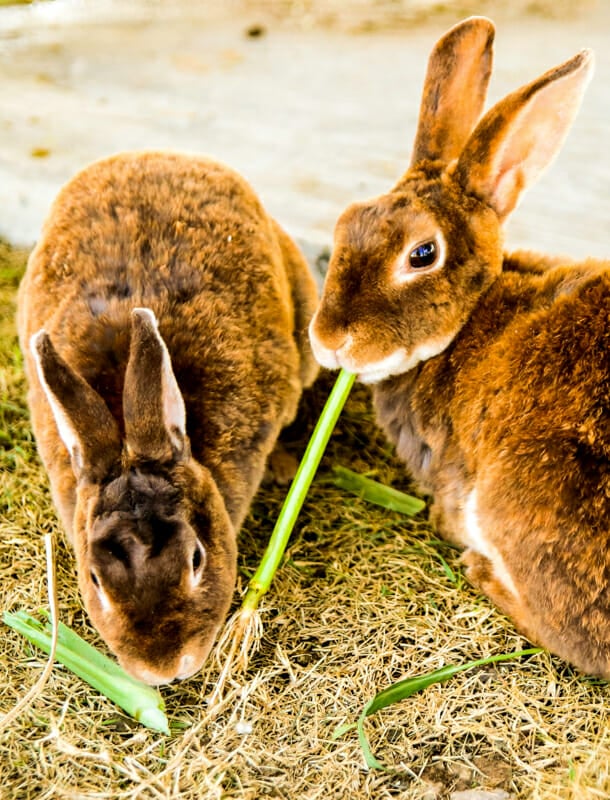 Two brown rabbits eating collard greens.