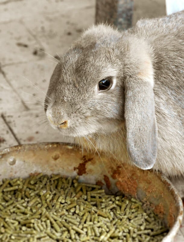 A rabbit eating bunny pellets.