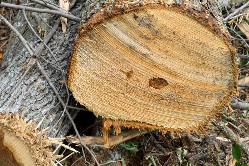 A recently cut down sugar maple tree.