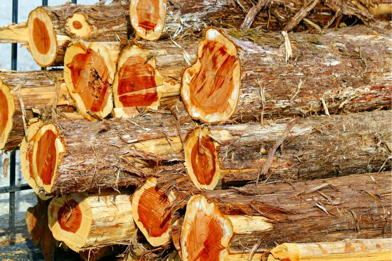 A stack of cedar logs.