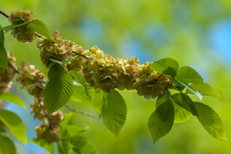 Elm flowers in bloom.